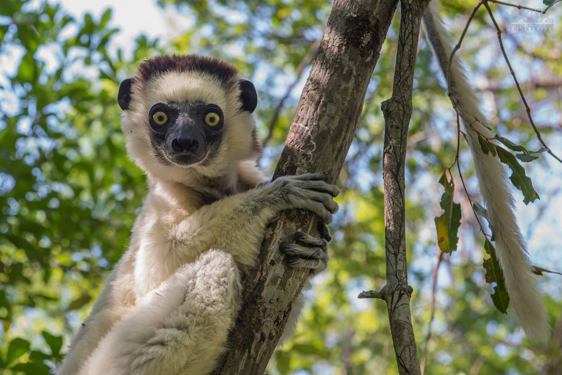 Zombitse - Verreauxsifaka De Verreauxsifaka (Propithecus verreauxi) is een middelgrote maki die je vrij gemakkelijk kan zien en die voorkomt in regenwouden, droge loofbossen en zelfs spiny forests.  Stefan Cruysberghs